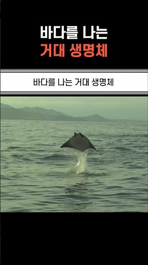 The Giant Creature That Flies Through the Sea
