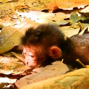 THIS IS VERY BREAKING HEART VIDEO THE MISERABLE LIFE OF NEWBORN BABY MONKEY ONE IN THE WOLRD | Monkey TV News