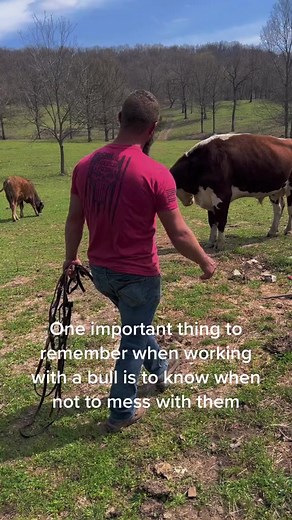 4.5M views · 26K reactions | cow #rufusthebull #bulls #cows #foryou #funny #fyp #fypシ゚ #virals #plants #reelsfb | Rufus 479 Brent | Facebook