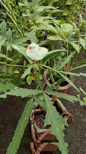🐦 Cute White Bird Sitting on Plant 🌿 | Nature Beauty Video