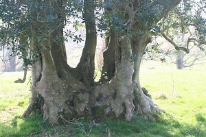 News | Ancient Tree Forum