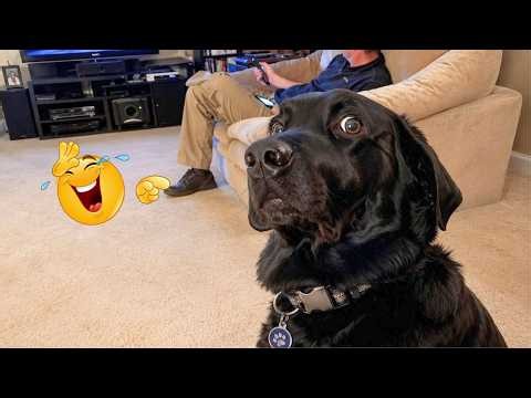 Can’t Handle the Hilarious Moments of These Dogs! 🤣 Funny Animal Videos