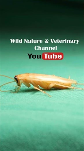 American Cockroach molting its skin. Insects isolated. Reptile food. Snake #cockroaches #reptile