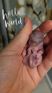 Another new face to introduce. This is Cooper, a baby grey squirrel who was found under a tree all alone. His finder followed the proper steps to check him for injuries, warm him, and place him in a safe place to be monitored at the site he was found while playing baby squirrel distress calls to alert his mom that he was in trouble. Unfortunately, after several hours, no mother came to retrieve him, so he was safely transported to me. If you find a baby squirrel, please follow the instructions o