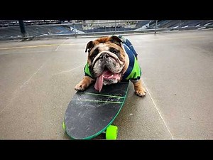 This Bulldog Fell in Love With a Skateboard and Now He Can't Stop #Video
