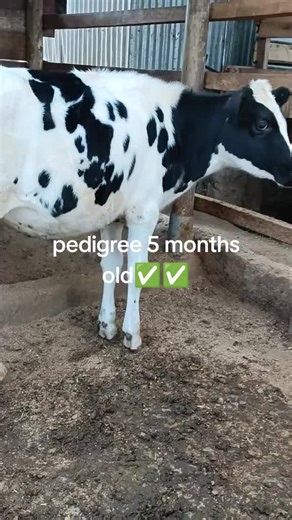 Pedigree Friesian cows are purebred dairy cattle renowned for their distinct black-and-white coat, large frame, and high milk yields. Originating from Friesland in the Netherlands, they are carefully bred from registered bloodlines to maintain superior genetic quality, productivity, and conformation. These cows are valued for their excellent milk production, particularly high volume with moderate butterfat and protein content, making them ideal for commercial dairying. Pedigree status means each