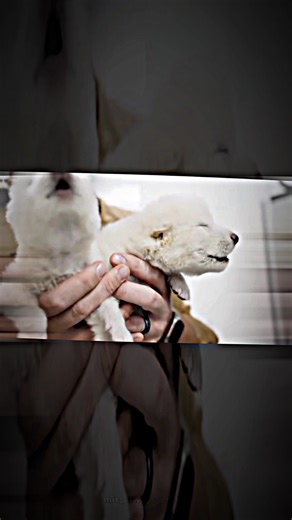 Reintroducing Extinct Wolves: The Direwolf Revival