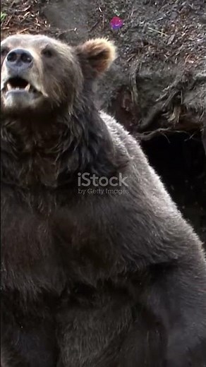 Grizzly Bears: Ursus arctos horribilis
