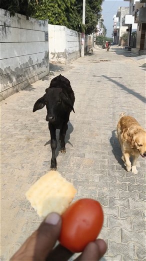 Street Friends: Calf Eats Tomato and Dog Gets Biscuit! 🍅🍪 #shorts #animalfriendship #goldenretriever