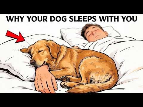 7 Hidden Reasons Your Dog Sleeps With You (Most Owners Don't Know #4)