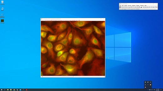 Fiji ImageJ 第6讲——基于荧光强度的共定位分析