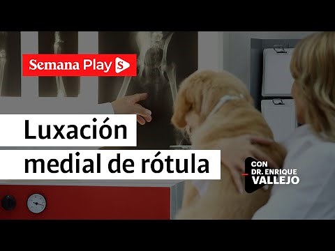 ¿Cómo detectar y tratar una luxación medial de rótula en tu perro? | Enrique Vallejo - Semana Play