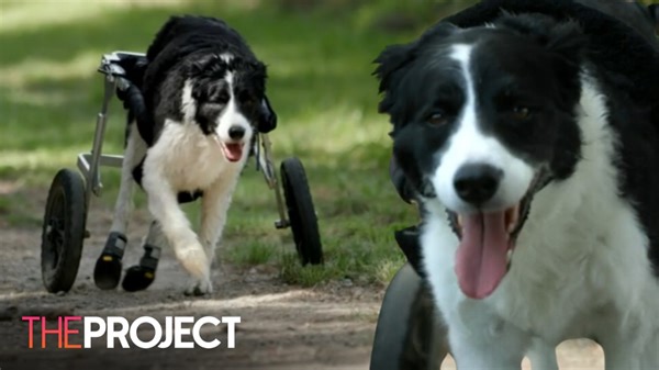 Turbo was 12 years old when he injured his hind legs and became paralysed, but Jo from Aquapaws was able to give the Spaniel a new leash of life. | The Project