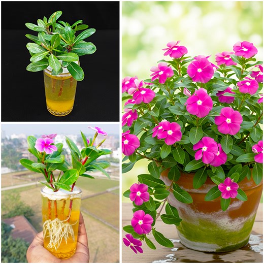 Very easy to grow periwinkle flower plant at home | Step-by-step tutorial #architecture #HomeTour #resilience #neigborhoodgathering #spirituality #localvendors #relaxation #inspirationalquotes #SpiritualGrowth #personalgrowth | Dian Creative