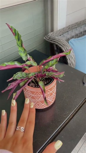 literally why is it so hard #plantlife