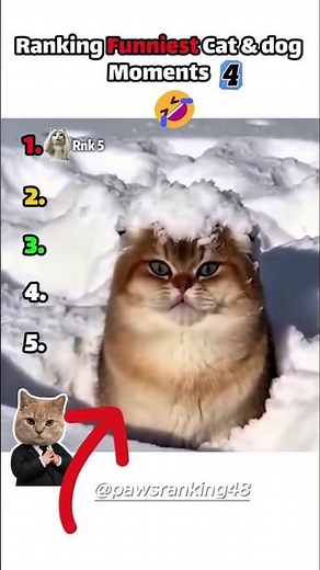 Ranking Funniest Cat & Dog Moments (part -4) 🤣