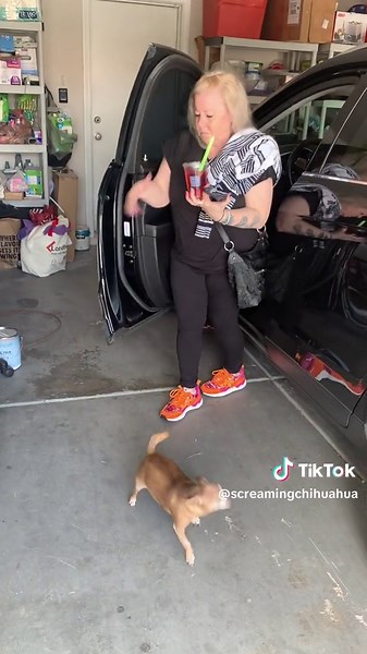 Jesse The Screaming Chihuahua on TikTok