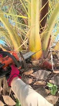 Light Tree Trimming for a Clean, Fresh Look 🌳✨ #landscaping #treetrimming #fypageシ #satisfying