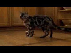 Stuart Little clip0.3gp