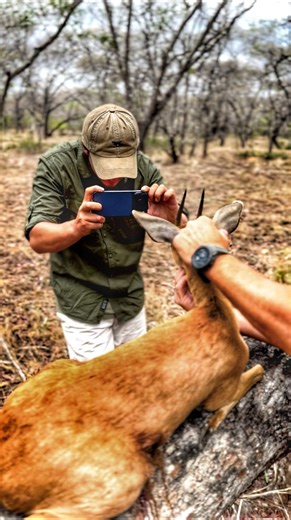 Untamed Knife Company on Instagram: "Which of the tiny ten is this? The Tiny Ten are a challenge for true hunters — small, sharp-eyed species that demand patience, precision, and deep understanding of habitat and behavior. The Tiny Ten include: Blue Duiker – A small forest antelope, fast and elusive, typically pursued in dense thickets. Red Duiker – Found in sand forests or thick jungle areas, shy and often solitary. Common Duiker – Widespread across Southern Africa, quick to vanish into cover a