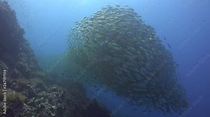 Big school of Oxeye scad-Selar boops