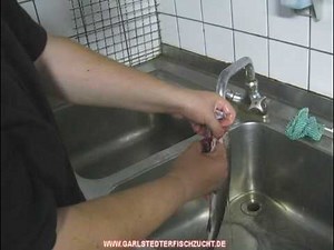 Eine Forelle richtig ausnehmen