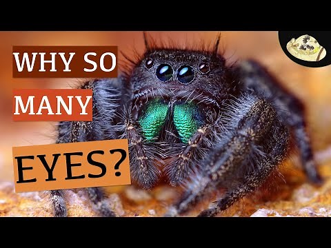 Are Spiders Blind? Why Do Spiders Have So Many Eyes? Are Spiders Insects?| Spooky Animals Halloween