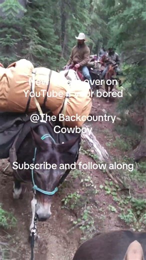 Equine Mountain Adventures #horse #mule #camping #riding #outdoors #mountains