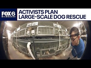 Wisconsin breeder under pressure as activists plan large-scale dog rescue | FOX6 News Milwaukee