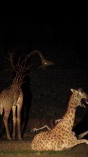 Hey Apple Horror Videos and Scary Animations