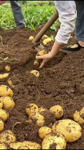 digging potato #digging