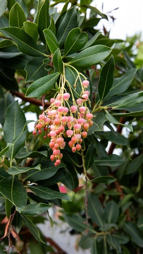 Green Acres Nursery & Supply on Instagram: "Meet Arbutus ‘Marina’ aka the Strawberry Tree 🍓🌳 With its striking red bark, glossy evergreen leaves, and clusters of pink, urn-shaped flowers, this tree brings color and texture to the landscape in every season. Established for our Mediterranean climate, it’s drought-tolerant and a favorite among pollinators and birds. Plant it as a standout specimen or in a mixed landscape for year-round beauty that only gets better with age."