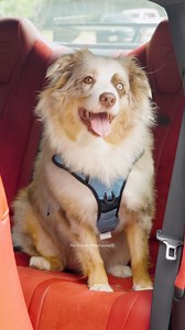 Freshly groomed for #DogsDay. What’s your hack for grooming your #Lexus? #Satisfying #ASMR | Lexus