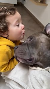 Sintonia ❤️😍🐶🐾 #baby #fundog #bullyuk #fypage #bully #doggo #americanbully #babygirl #MASSIeMINO #dog #foryou #doglovers #fyp #funny #viral #reels #cutedog #fypシ #puppy | G00D View