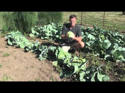 Cabbage Varieties