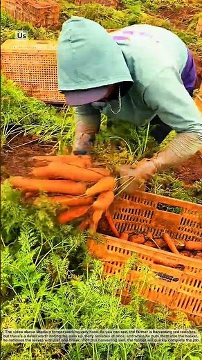 Skills for harvesting red beets