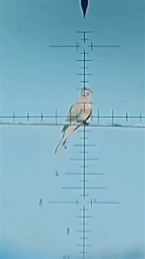 #snowpeak #p15 #fx #p35 #pcp air gun #pcp #pc