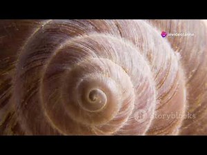 The Secret Math Behind Seashells