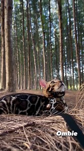 3.3K views · 648 reactions | Exercise in the morning | Kittunkatz Bengals | Facebook