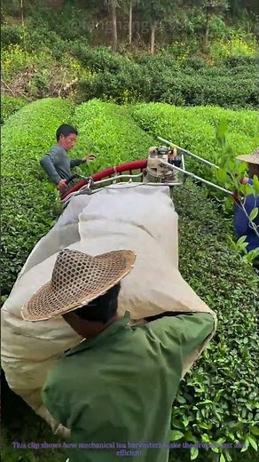 Mechanical Tea Harvesting: Fast Farm Process