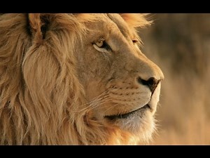 Installing OS X 10.7 Lion on VirtualBox