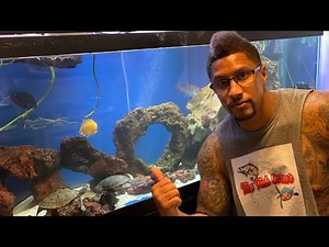 TURTLES AND FISH IN THE SAME TANK??? CAN IT BE DONE???