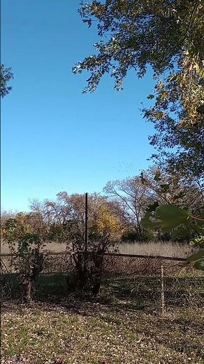 A Brief Video of a Flock of Birds Flying (11/08/25) #ZoologyTimewithLarry