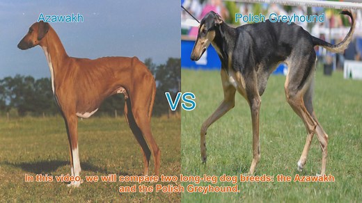 Azawakh vs. Polish Greyhound: A Breed Comparison