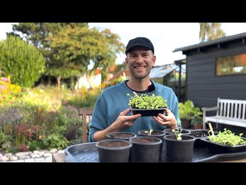 How to Grow Hollyhocks from Seeds I Seed to Seedling🌱 I Perennial Garden