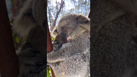 Koala cub gets a big cuddle from loving mother