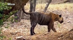 Discovery channel - Tigers Revenge 2015 - Discovery Wild Animal Documentary