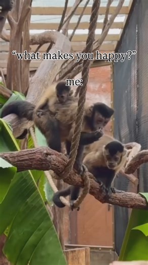 It’s simple, really… 🐾🐒🦋🐍🦥🦜🦦🌺🐸 📍Rainforest Adventures Discovery Zoo Sevierville, TN #rainforestadventureszoo #smokymountains #mypigeonforge #sevierville #zoobaby #otters #slothlife #visitsevierville #zoolife | Rainforest Adventures