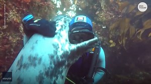 Adorable encounter between scuba diver and seal leads to a hug