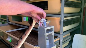 One of ten Bushmasters ( Lachesis muta) extracted from today. One of two species extracted from today. | Kentucky Reptile Zoo